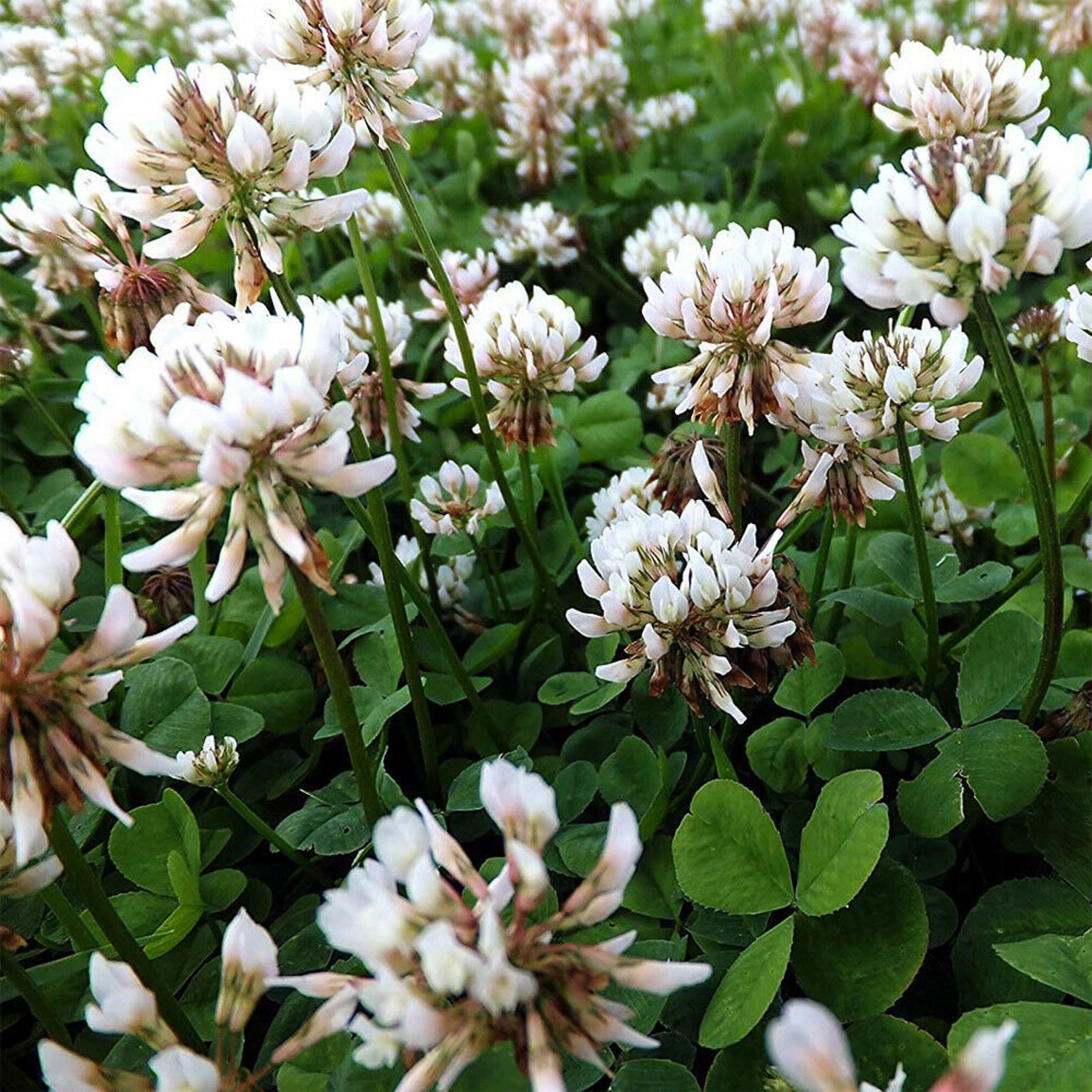 WHITE CLOVER SEEDS Lawn Grass Atract Bee