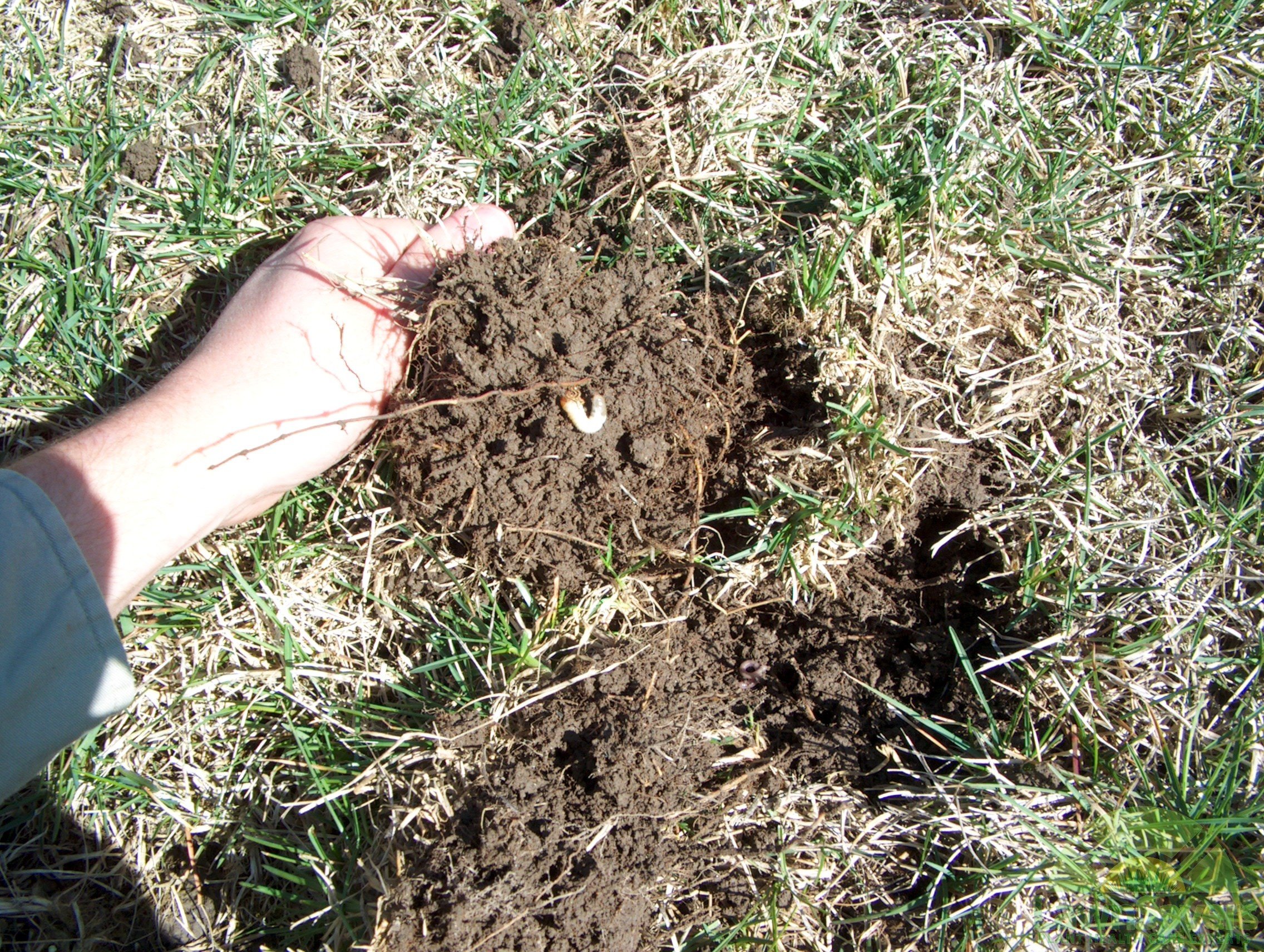 White Grubs in Your Lawn? How to Fix Lawn Damage From ...