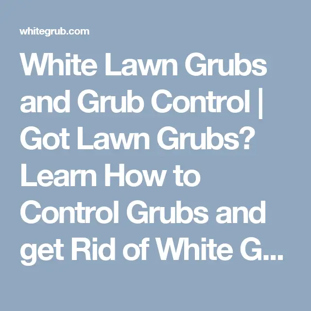 White Lawn Grubs and Grub Control