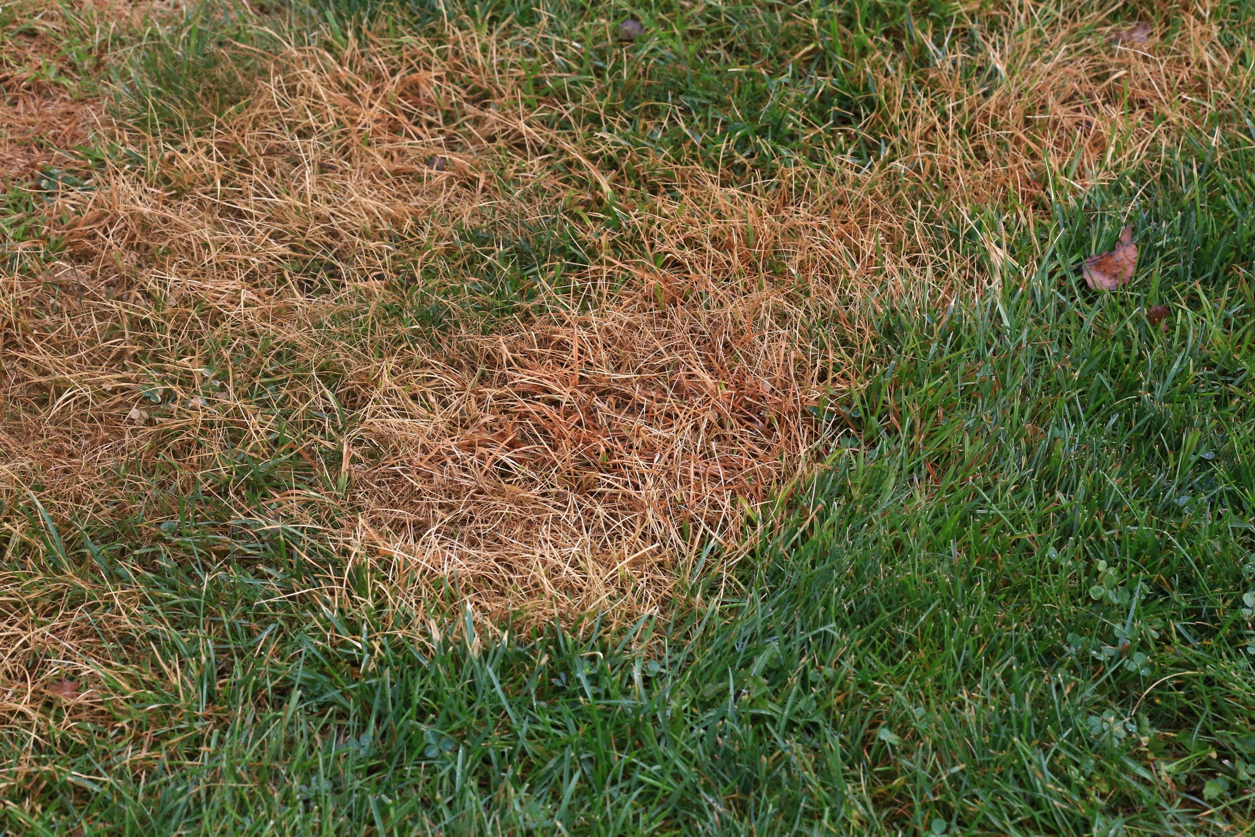 Why Are There Brown Spots In My Lawn?