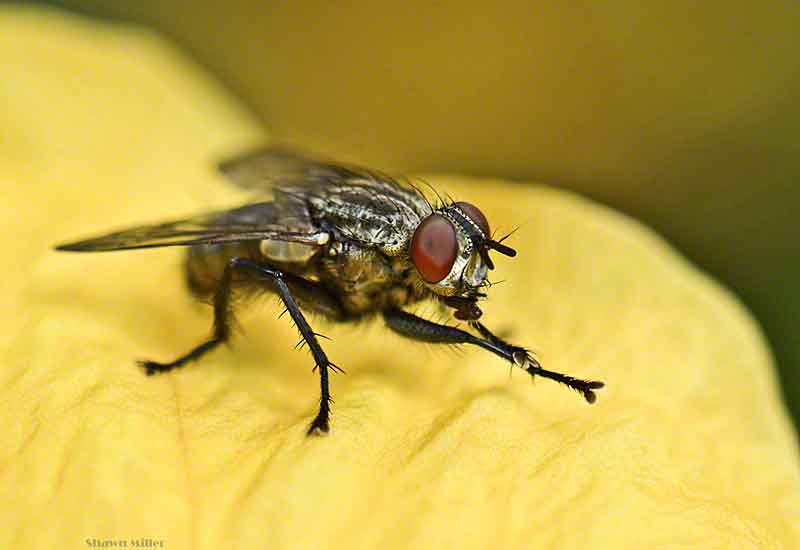 Why Are There So Many Flies During Summer?