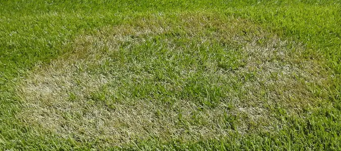 Why Do I Have Yellow Spots in My Grass?