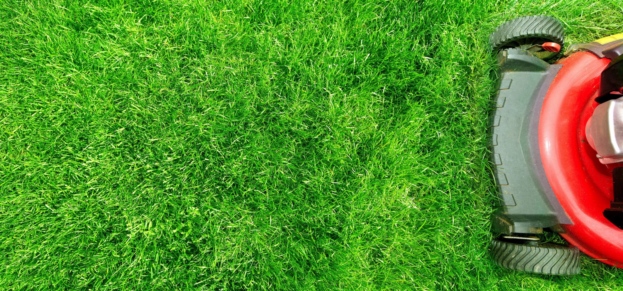 Why Fertilizer is Important for Lawn Health