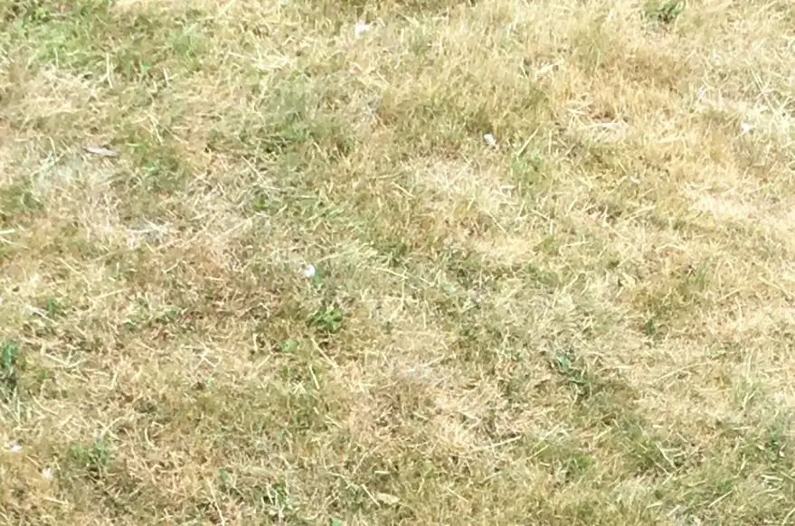 Why is My Grass Dying?