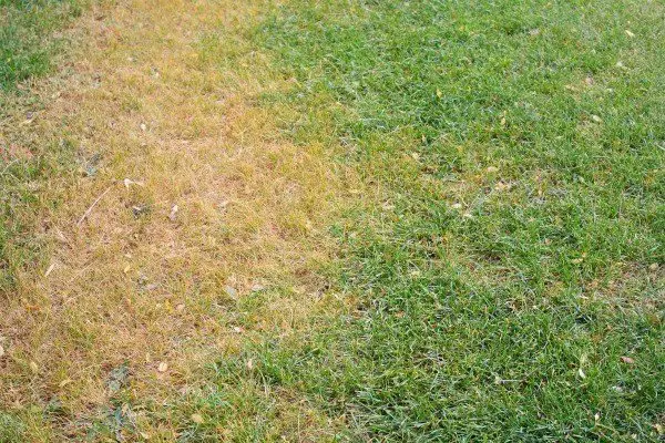 Why is My Lawn Dying?