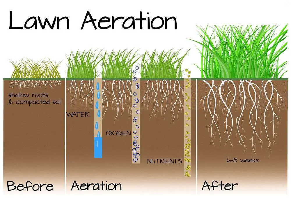 Why Should I Aerate My Lawn and How?