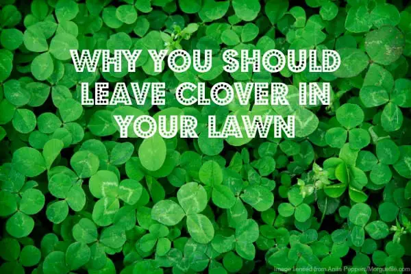 Why You Should Leave Clover in the Lawn