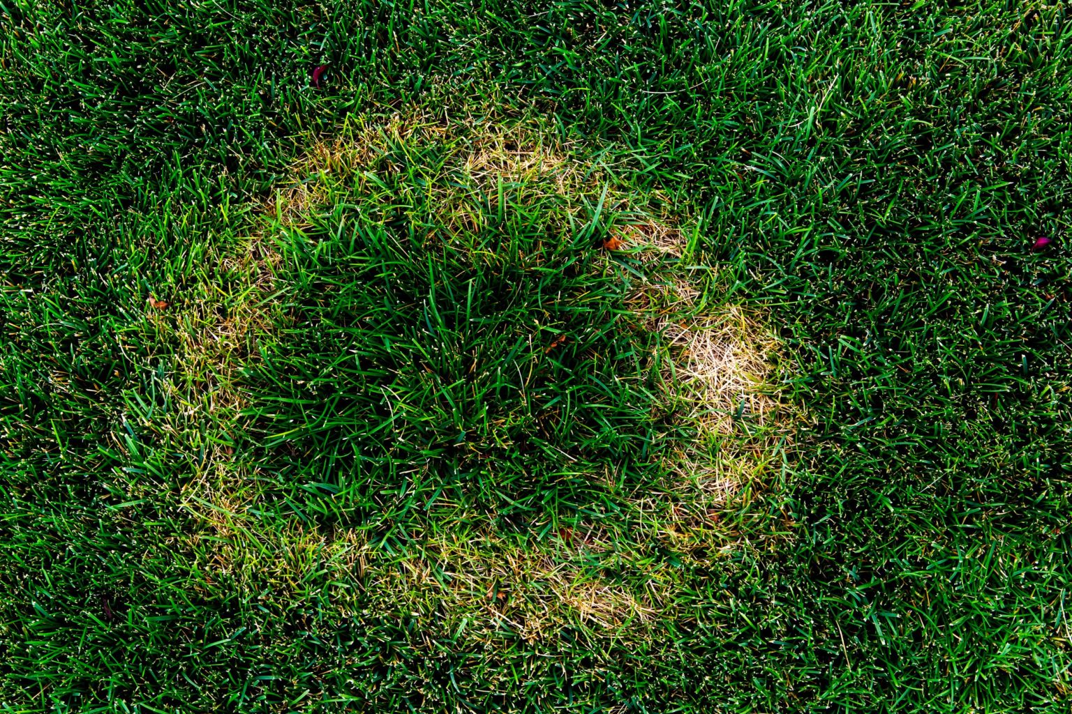 Why Your Lawn is Yellow and How to Fix it