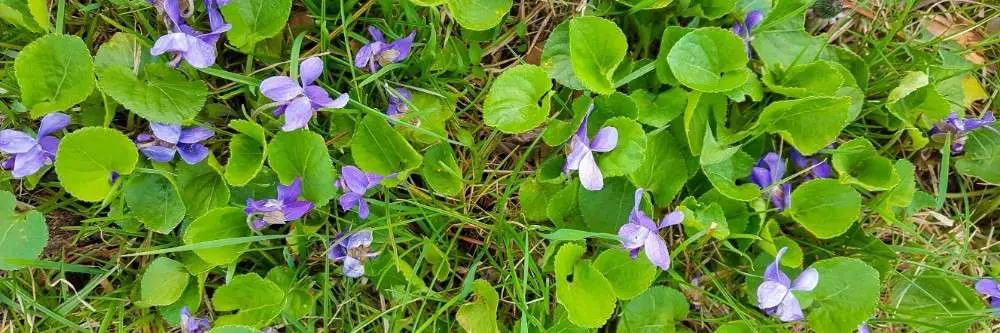Wild Violet Control: How To Get Rid of Wild Violet