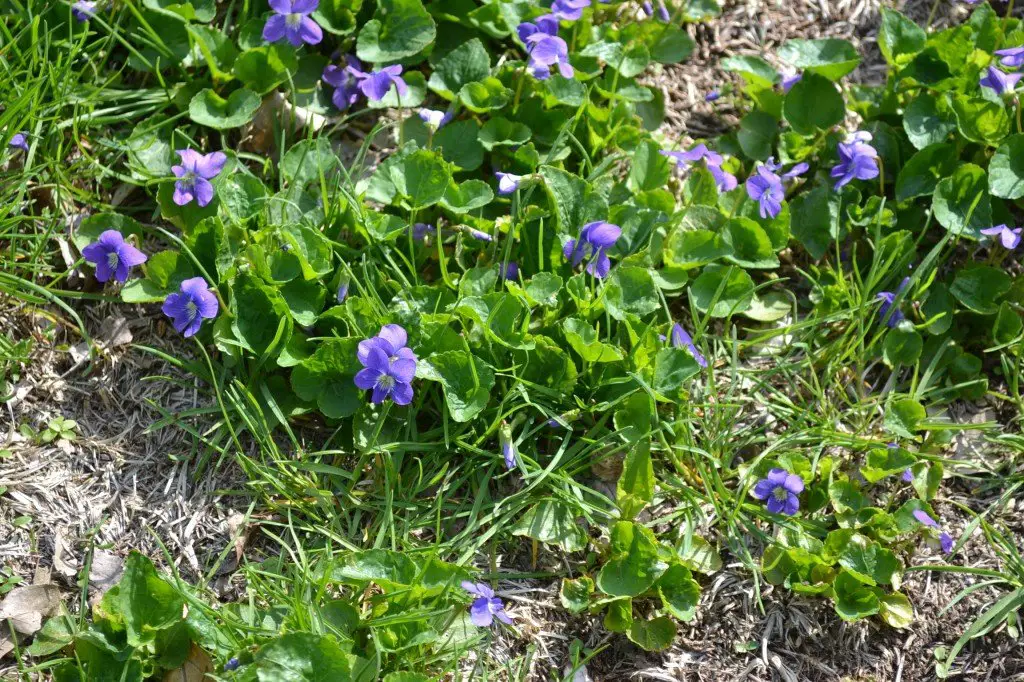 Wild Violet is a broadleaf weed commonly found in turf grass.