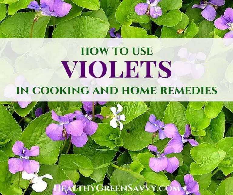 Wild Violets Uses for Garden, Kitchen &  Remedies