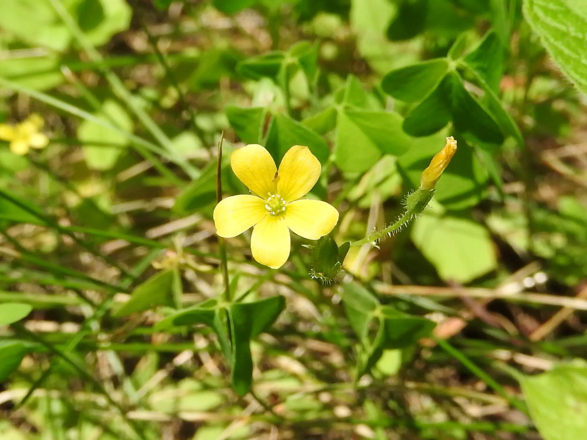 Wildflower: Yellow Wood